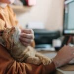 A person working at a computer while gently scratching a relaxed orange cat resting in their lap, showing a calm and comforting moment between pet and owner.
