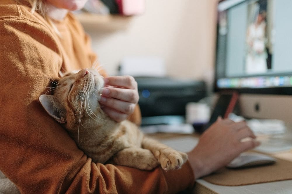 A person working at a computer while gently scratching a relaxed orange cat resting in their lap, showing a calm and comforting moment between pet and owner.